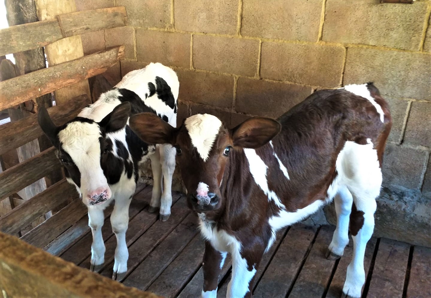 /21472Bezerras 1.jpeg